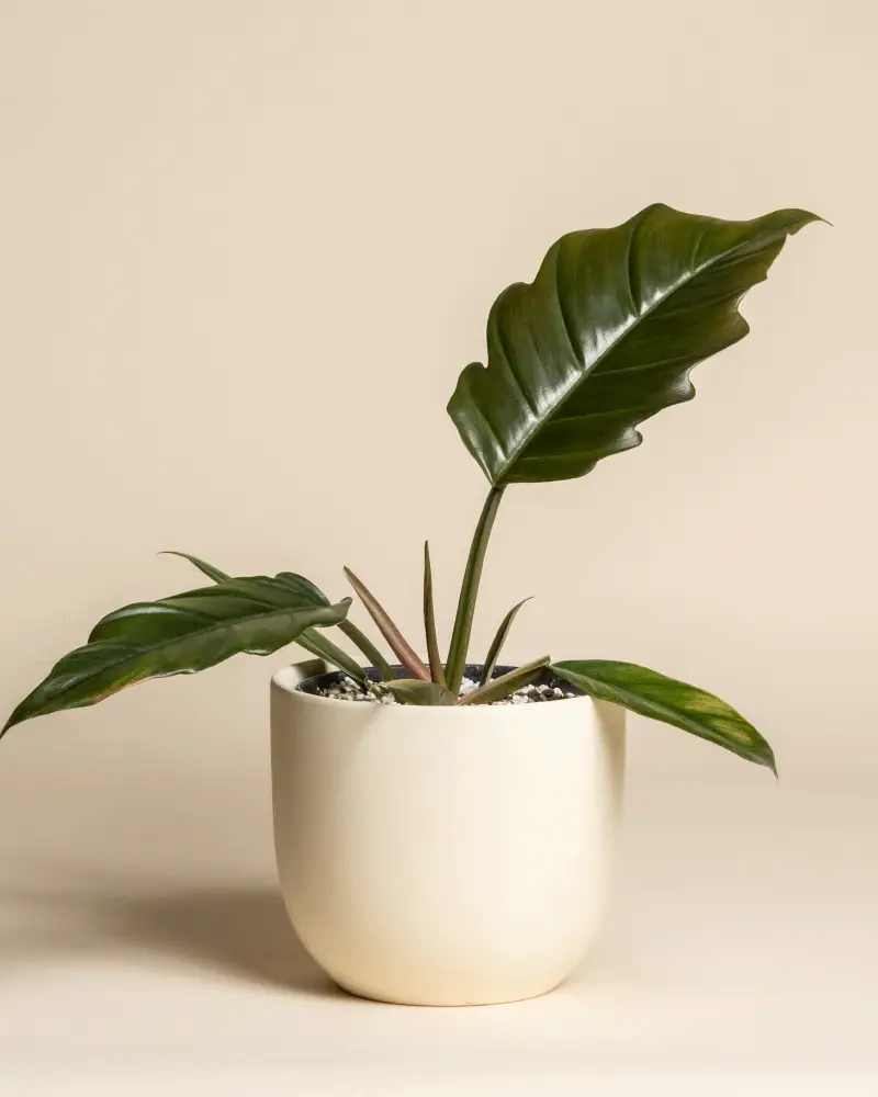 Philodendron 'Pluto' • feey - Image 6
