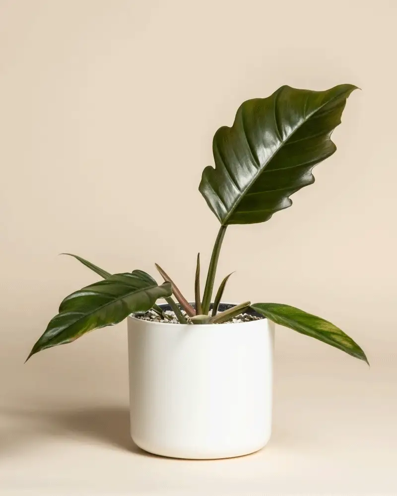 Philodendron 'Pluto' • feey - Image 7