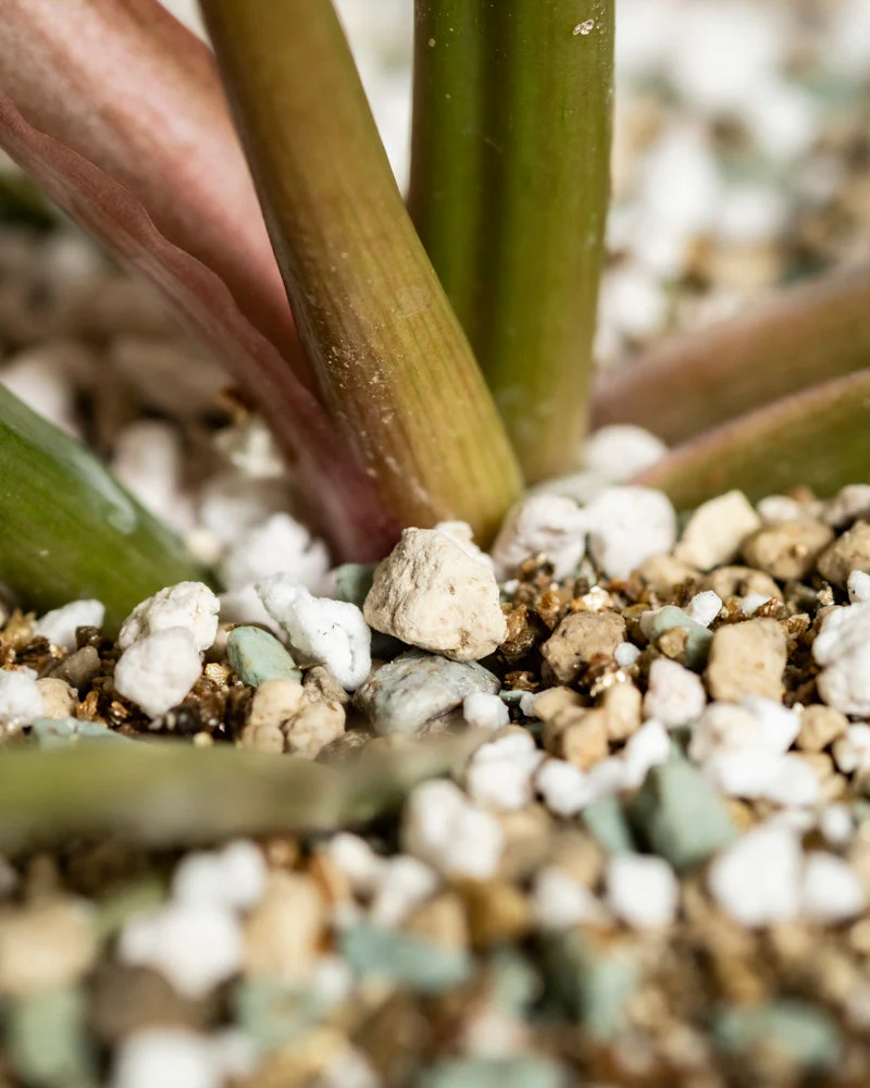 Philodendron 'Pluto' • feey - Image 8