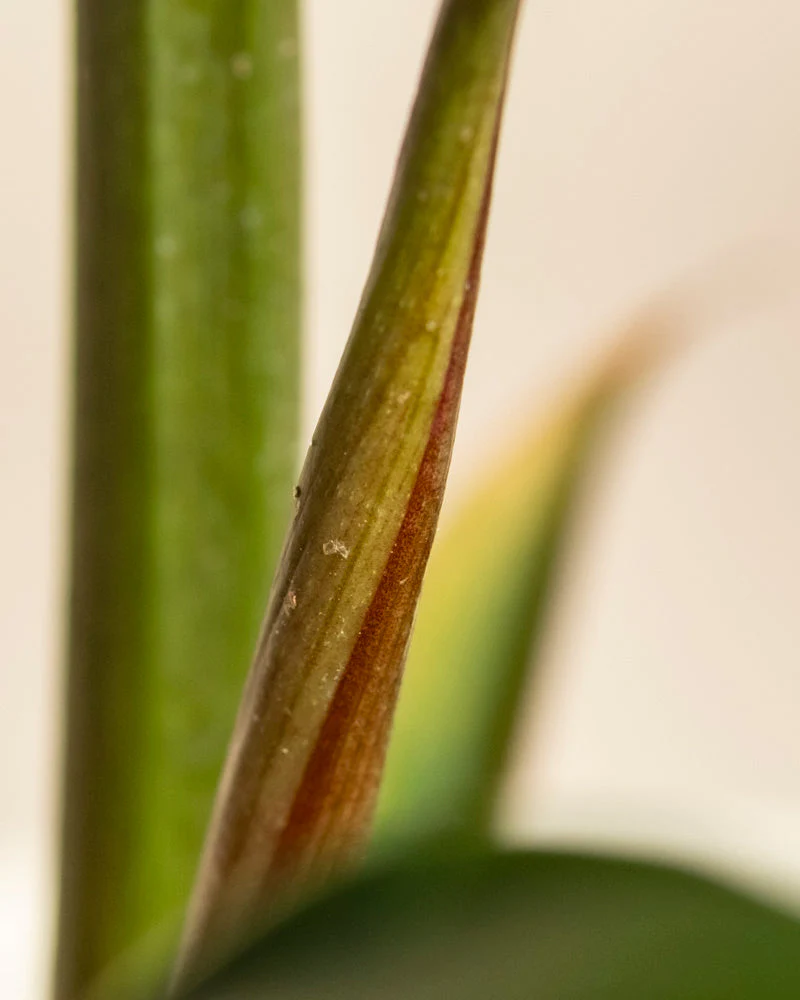 Philodendron 'Pluto' • feey - Image 9