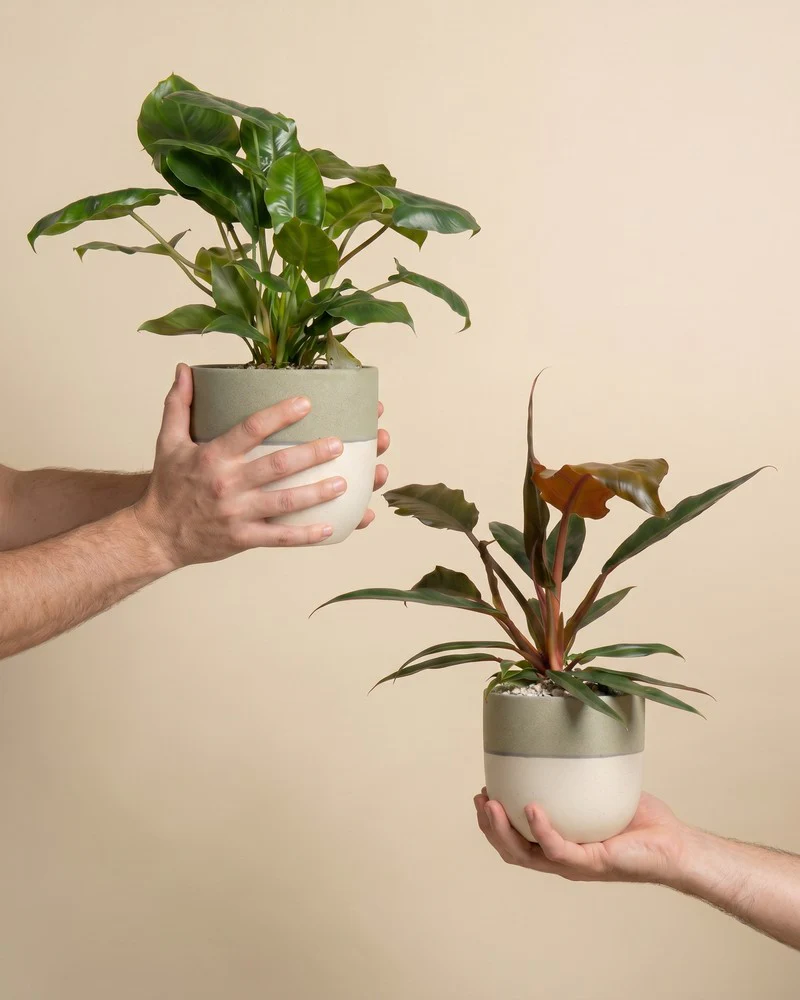 Philodendron Power-Duo