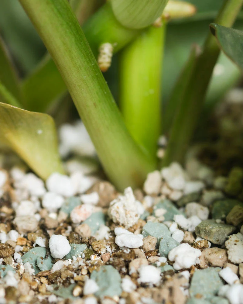 Philodendron Power-Duo - Image 10