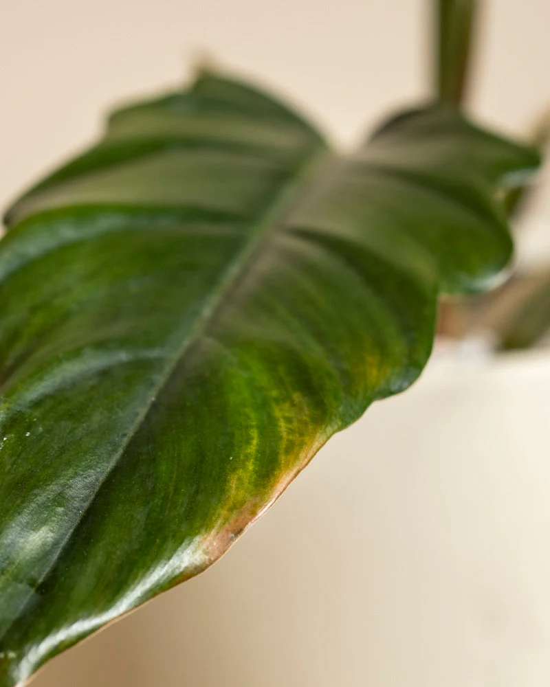 Philodendron Power-Duo - Image 12