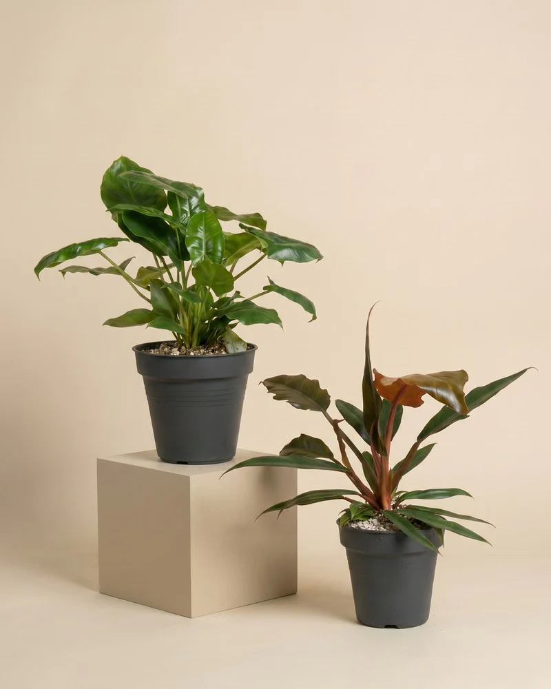 Philodendron Power-Duo - Image 3
