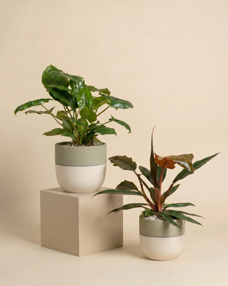 Philodendron Power-Duo - Image 4