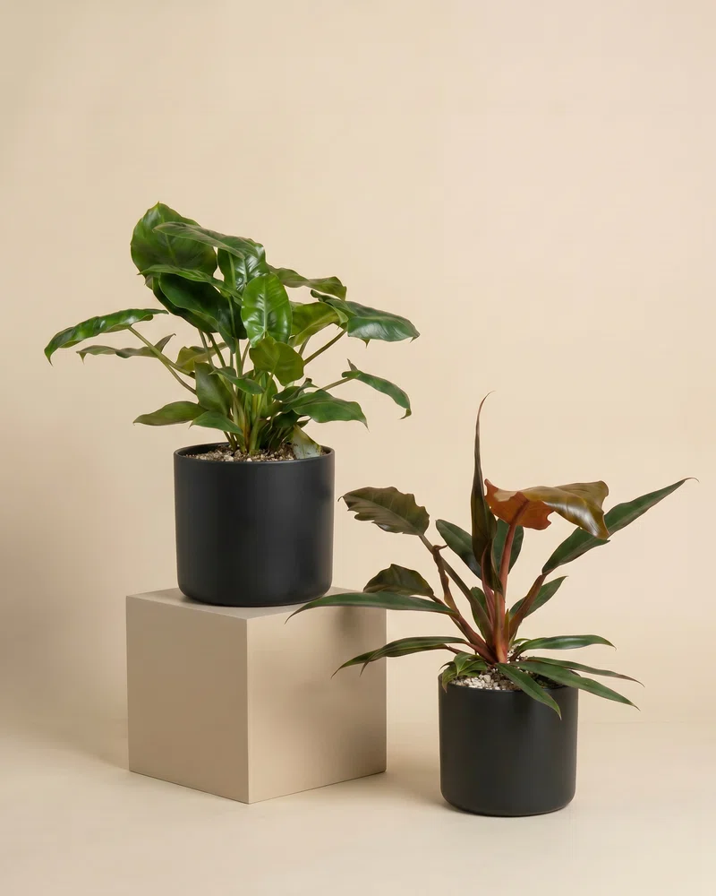 Philodendron Power-Duo - Image 5
