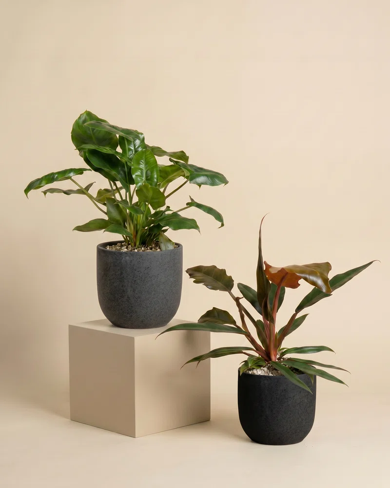 Philodendron Power-Duo - Image 6