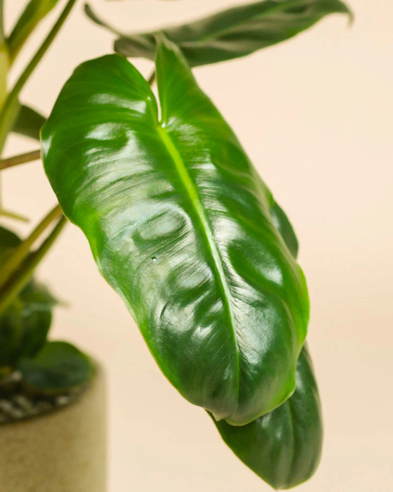 Philodendron Power-Duo - Image 7