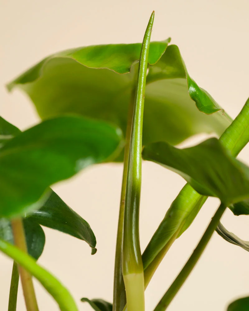 Philodendron Power-Duo - Image 8