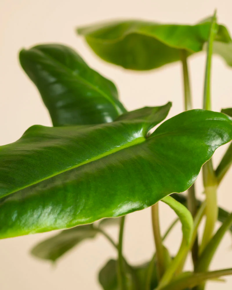 Philodendron Power-Duo - Image 9