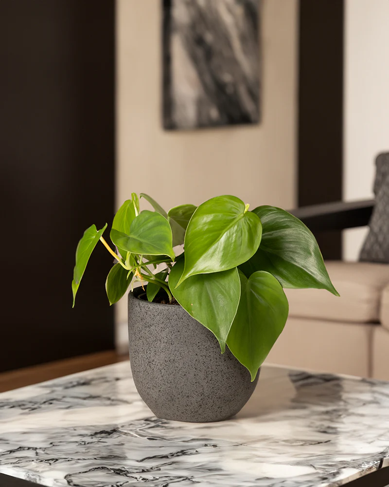 Philodendron scandens - Image 4