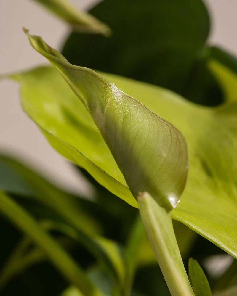 Philodendron scandens Brasil - Image 14