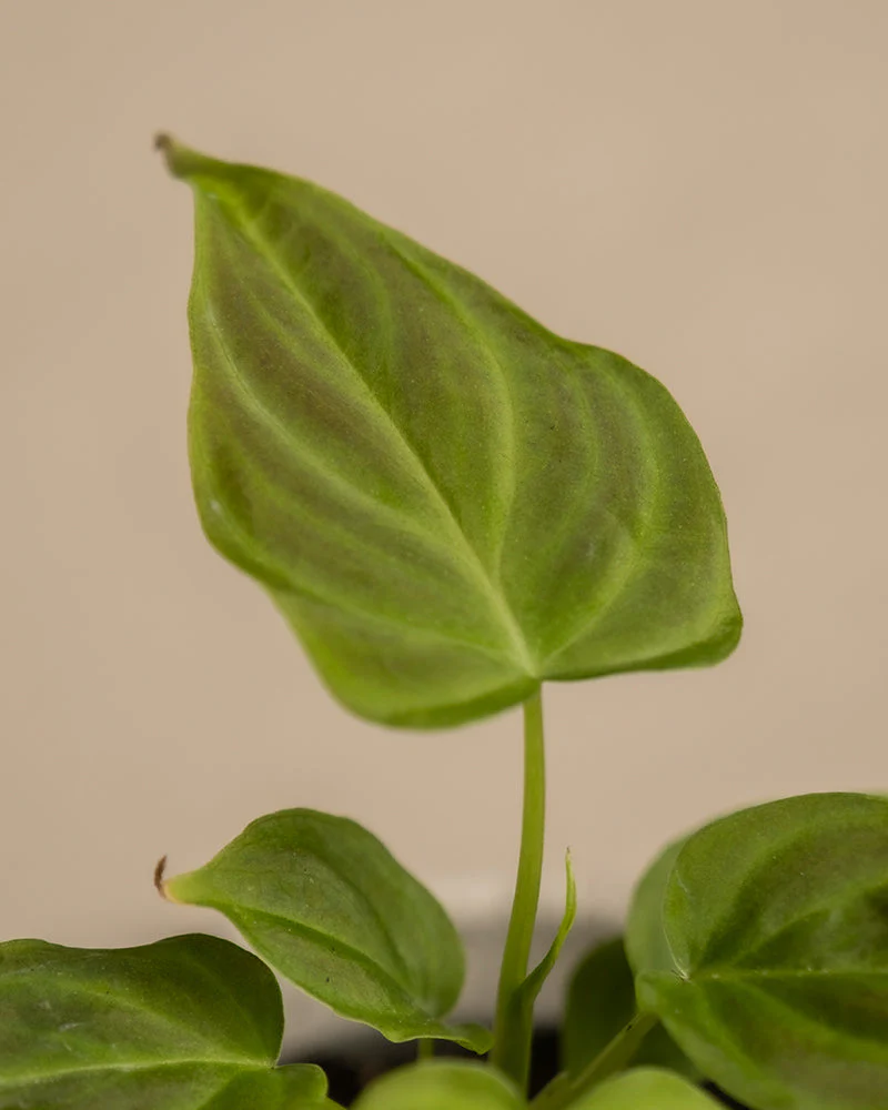 Philodendron verrucosum Babypflanze - Image 2