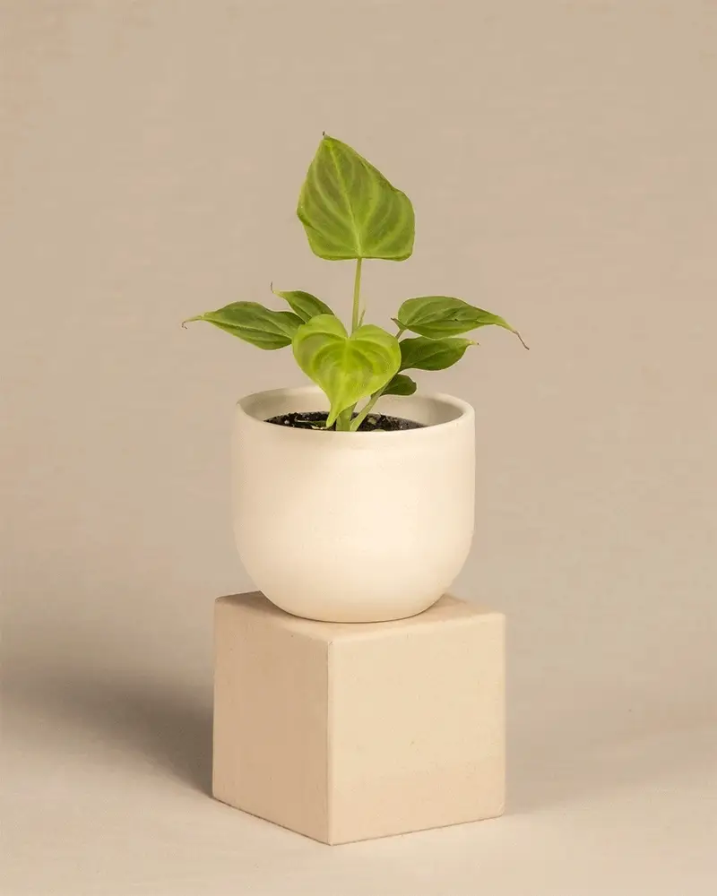 Philodendron verrucosum Babypflanze - Image 5