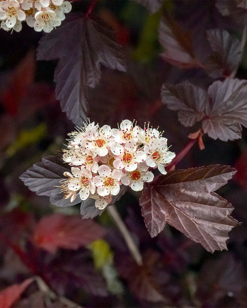 Physocarpus opulifolius - Image 2