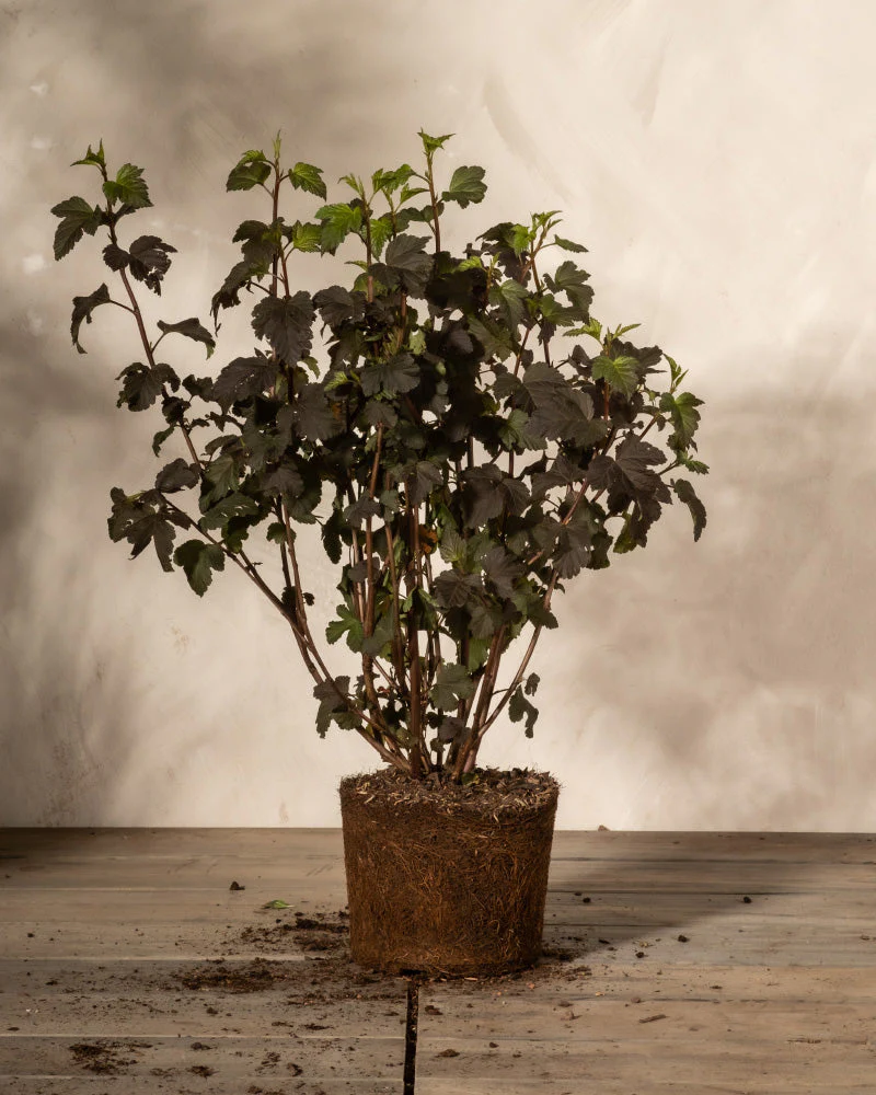 Physocarpus opulifolius - Image 3