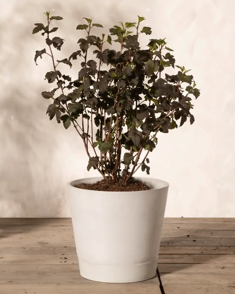 Physocarpus opulifolius - Image 4