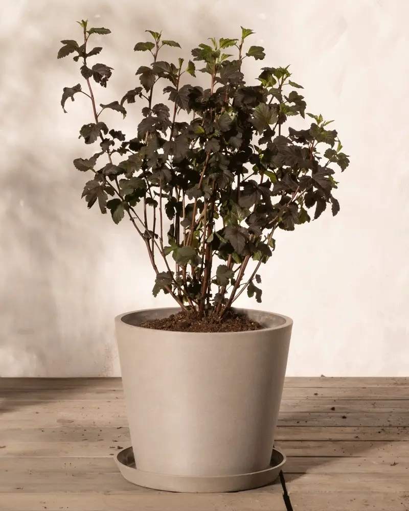 Physocarpus opulifolius - Image 5