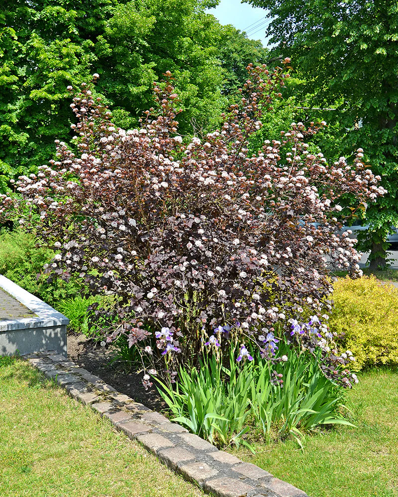 Physocarpus opulifolius - Image 6