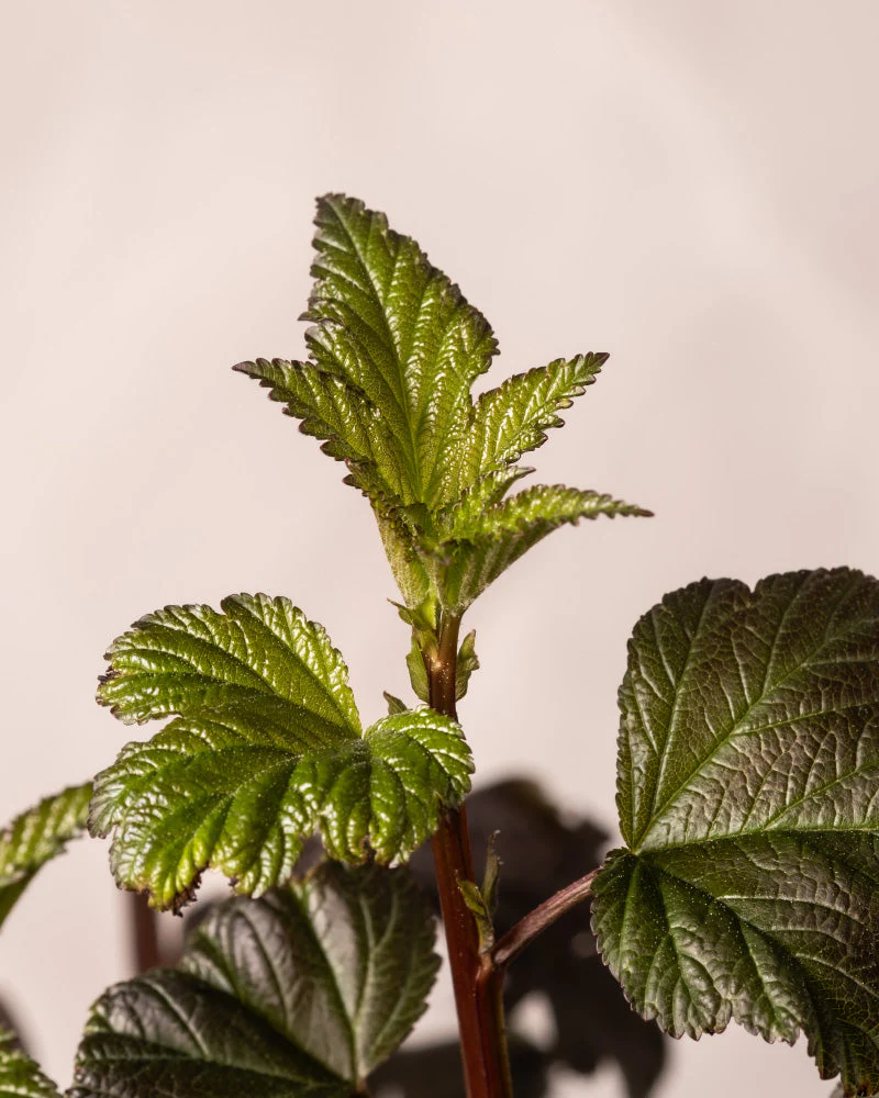 Physocarpus opulifolius - Image 7