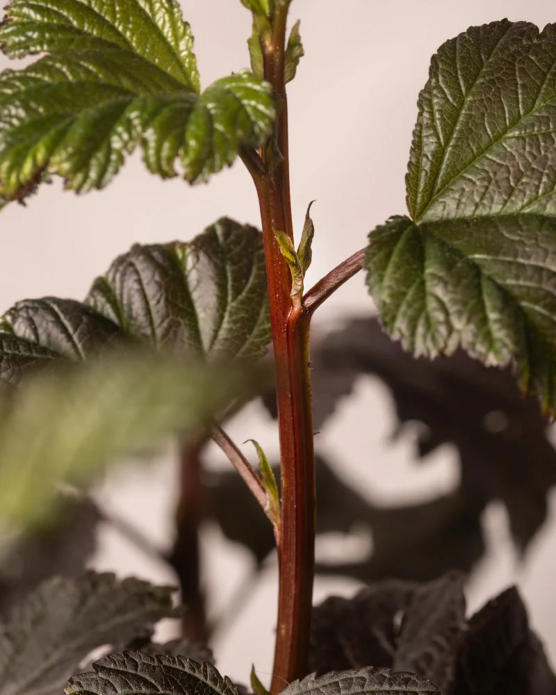 Physocarpus opulifolius - Image 8