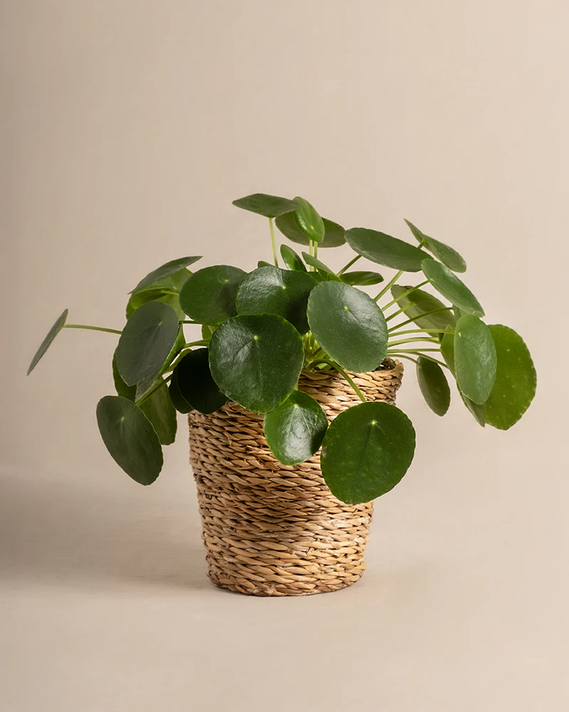 Ufopflanze - Image 11