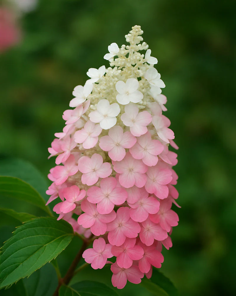 Pinke Rispenhortensie - Image 2