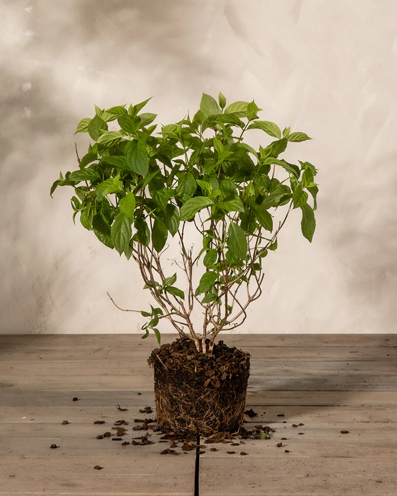 Pinke Rispenhortensie - Image 3