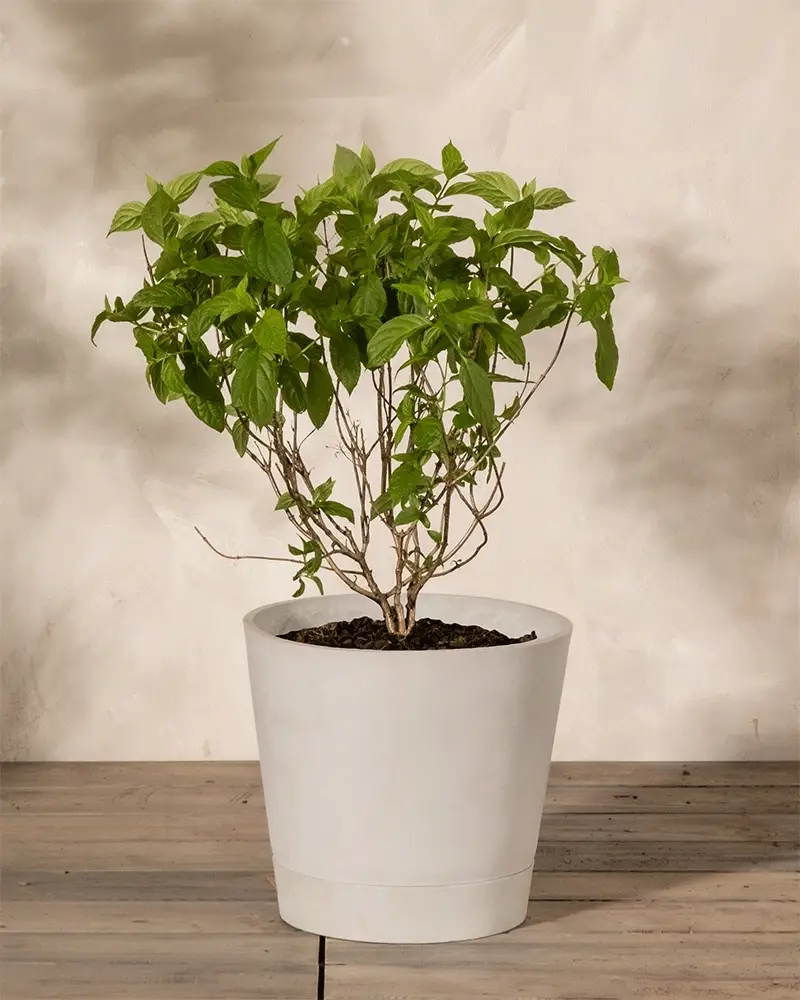 Pinke Rispenhortensie - Image 4