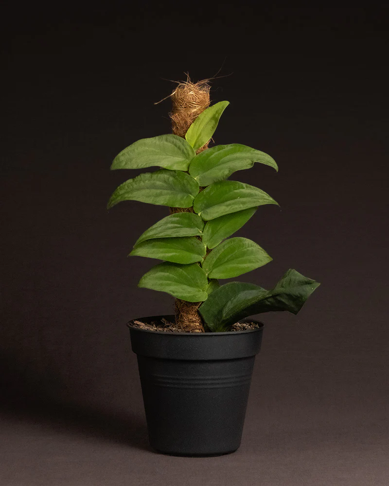 Rhaphidophora korthalsii - Image 3