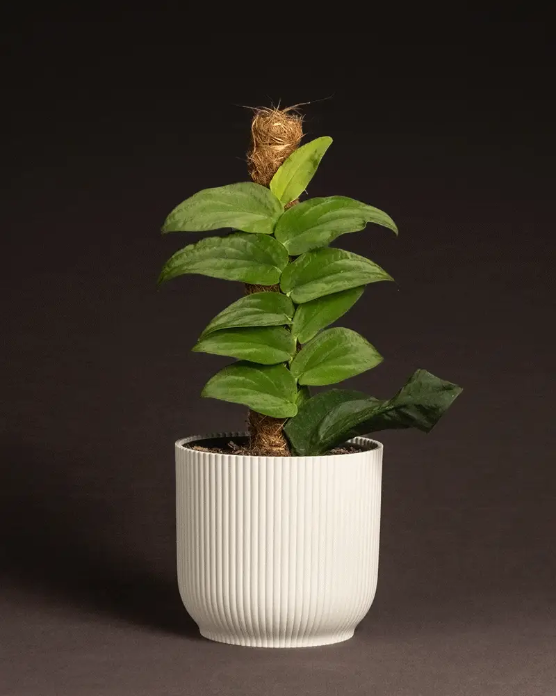 Rhaphidophora korthalsii - Image 7