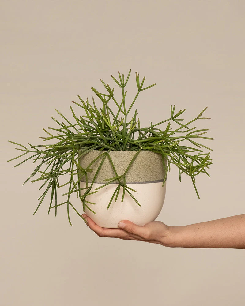 Rhipsalis neves-armondii