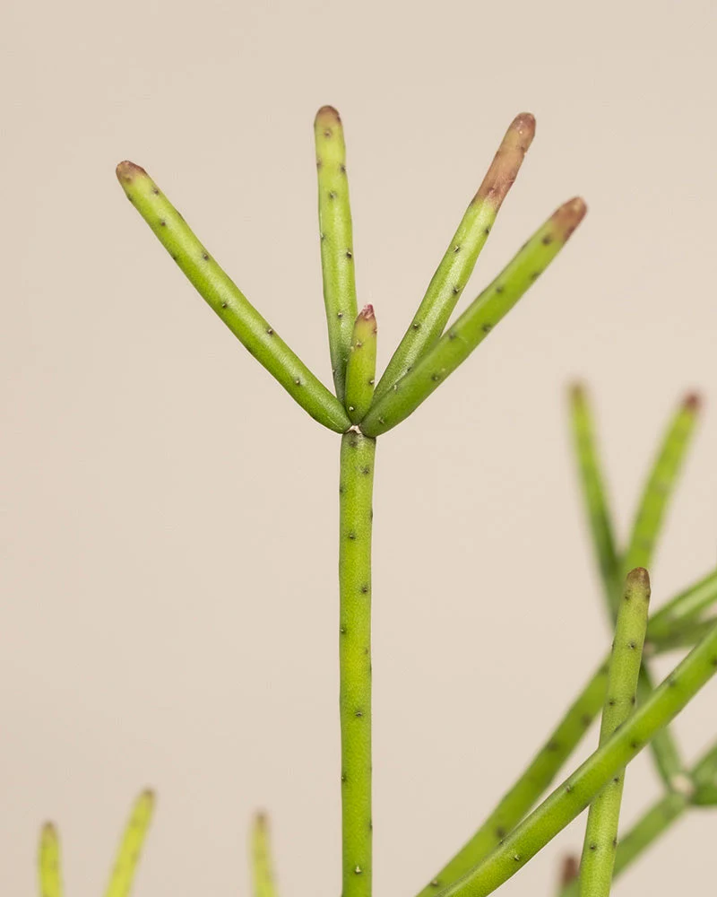 Rhipsalis neves-armondii - Image 10