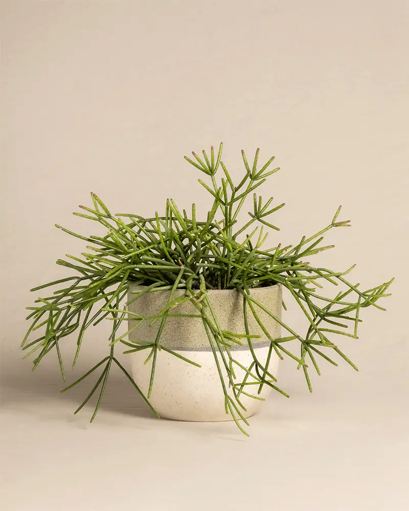 Rhipsalis neves-armondii - Image 5