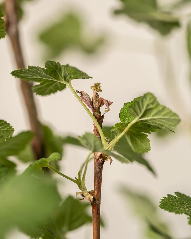Ribes sanguineum - Image 9