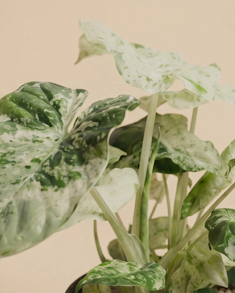 Alocasia macrorrhiza 'Splash' • feey - Image 11
