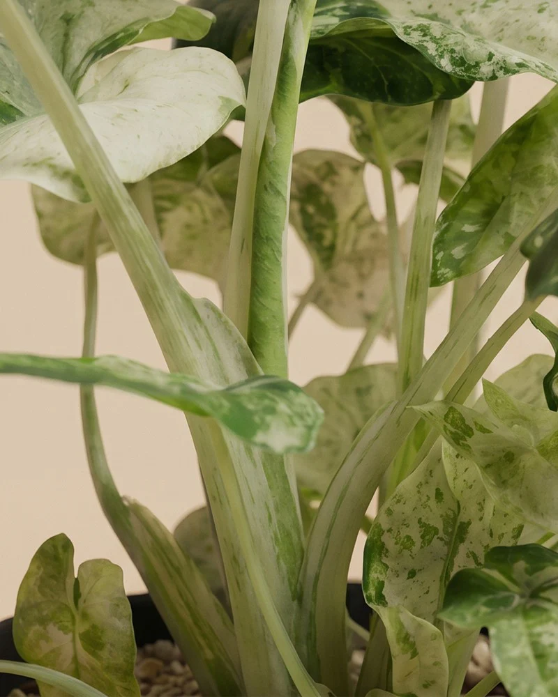Alocasia macrorrhiza 'Splash' • feey - Image 12