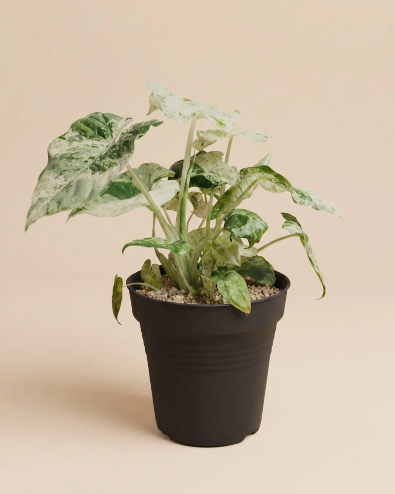 Alocasia macrorrhiza 'Splash' • feey - Image 3
