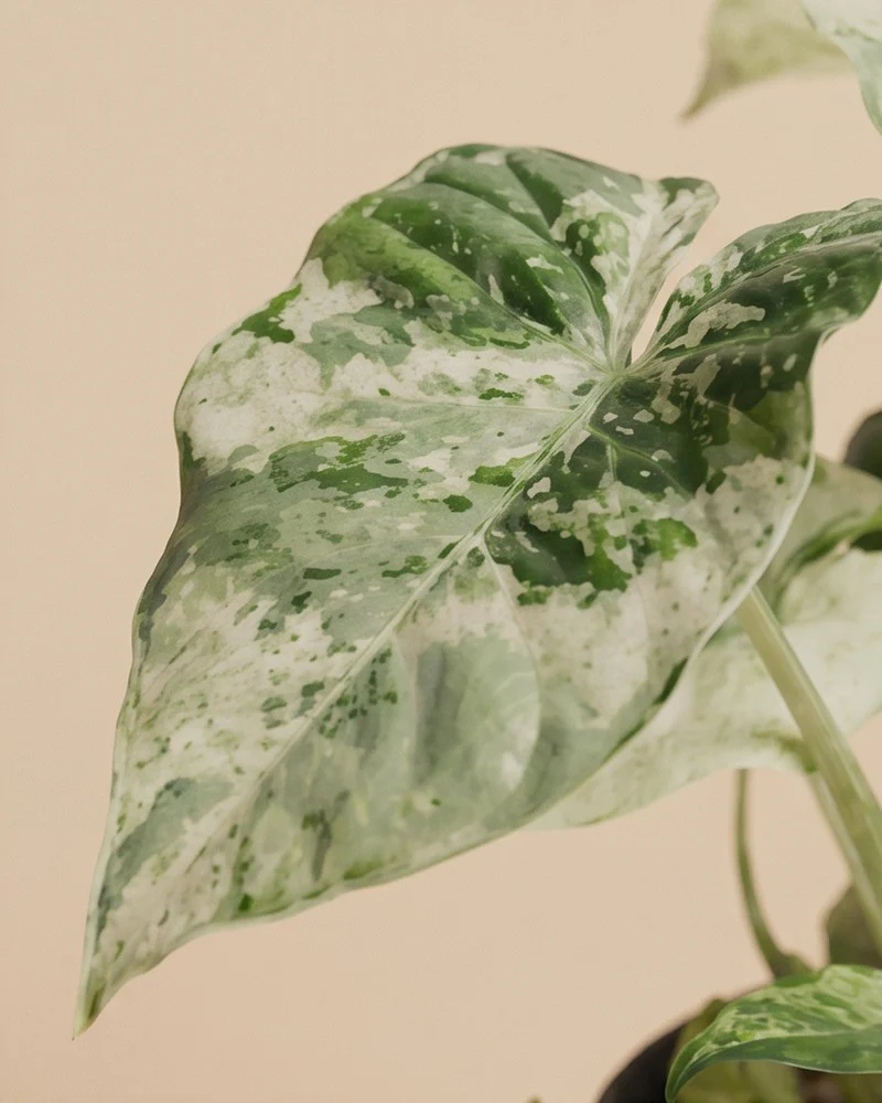Alocasia macrorrhiza 'Splash' • feey - Image 4