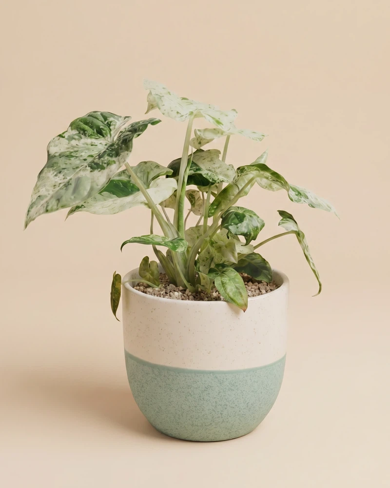 Alocasia macrorrhiza 'Splash' • feey - Image 5