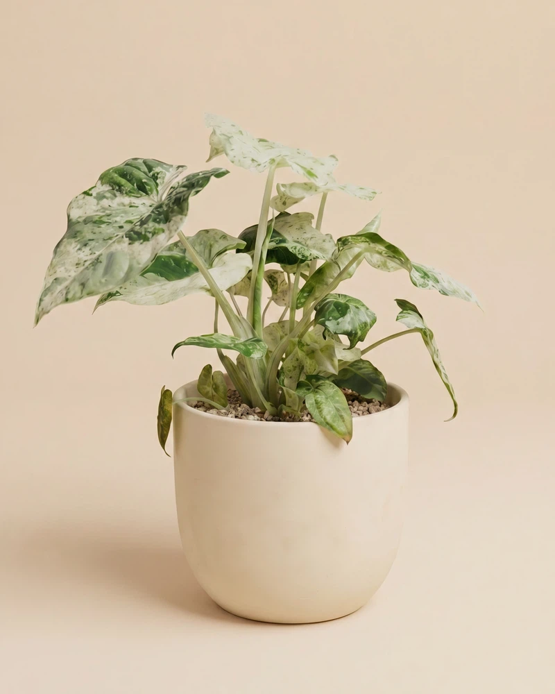 Alocasia macrorrhiza 'Splash' • feey - Image 6