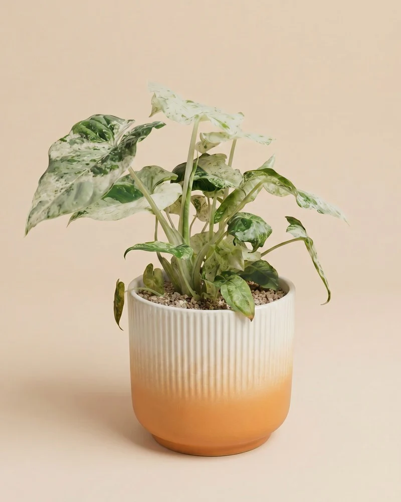 Alocasia macrorrhiza 'Splash' • feey - Image 7