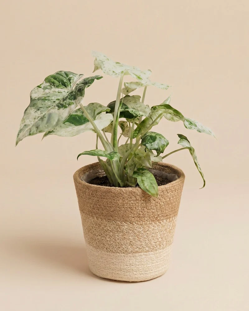 Alocasia macrorrhiza 'Splash' • feey - Image 8