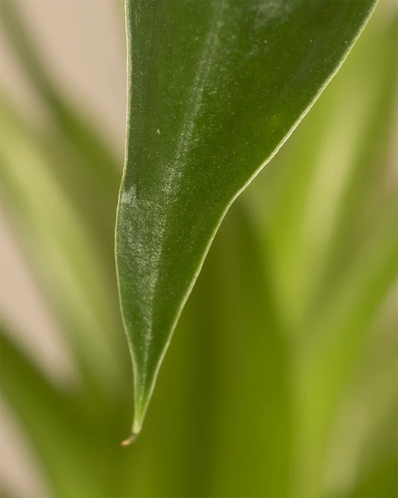 Alocasia 'Tiny Dancer' • feey - Image 10