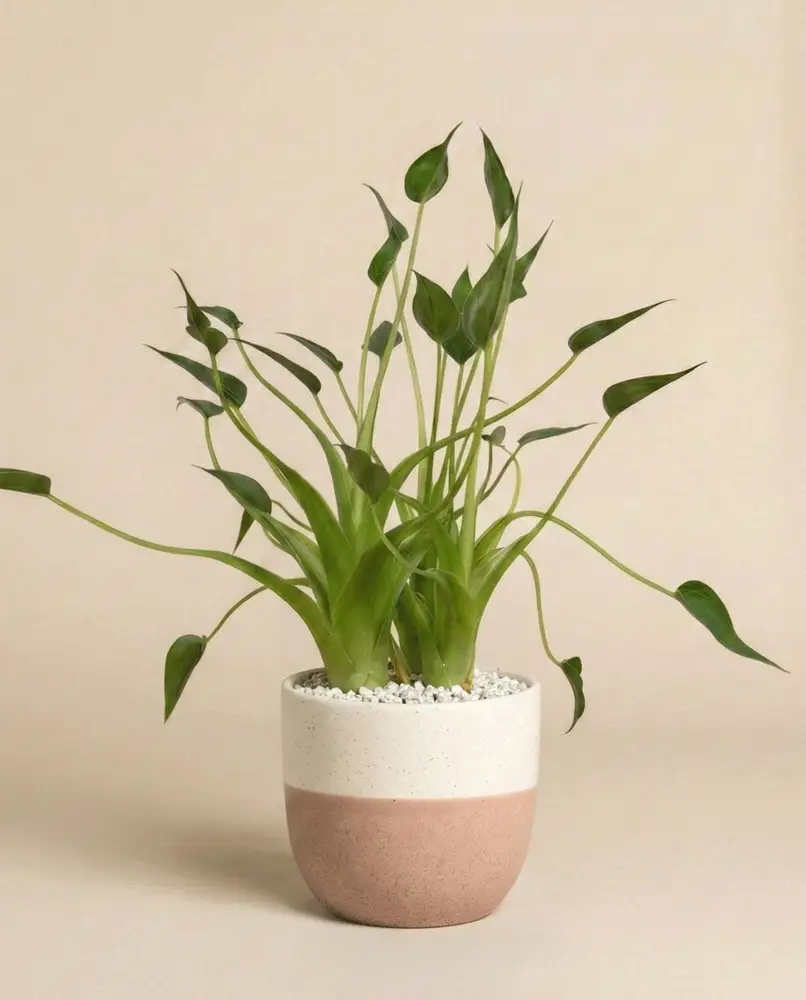 Alocasia 'Tiny Dancer' • feey - Image 4