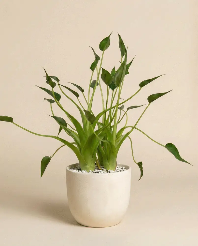 Alocasia 'Tiny Dancer' • feey - Image 5