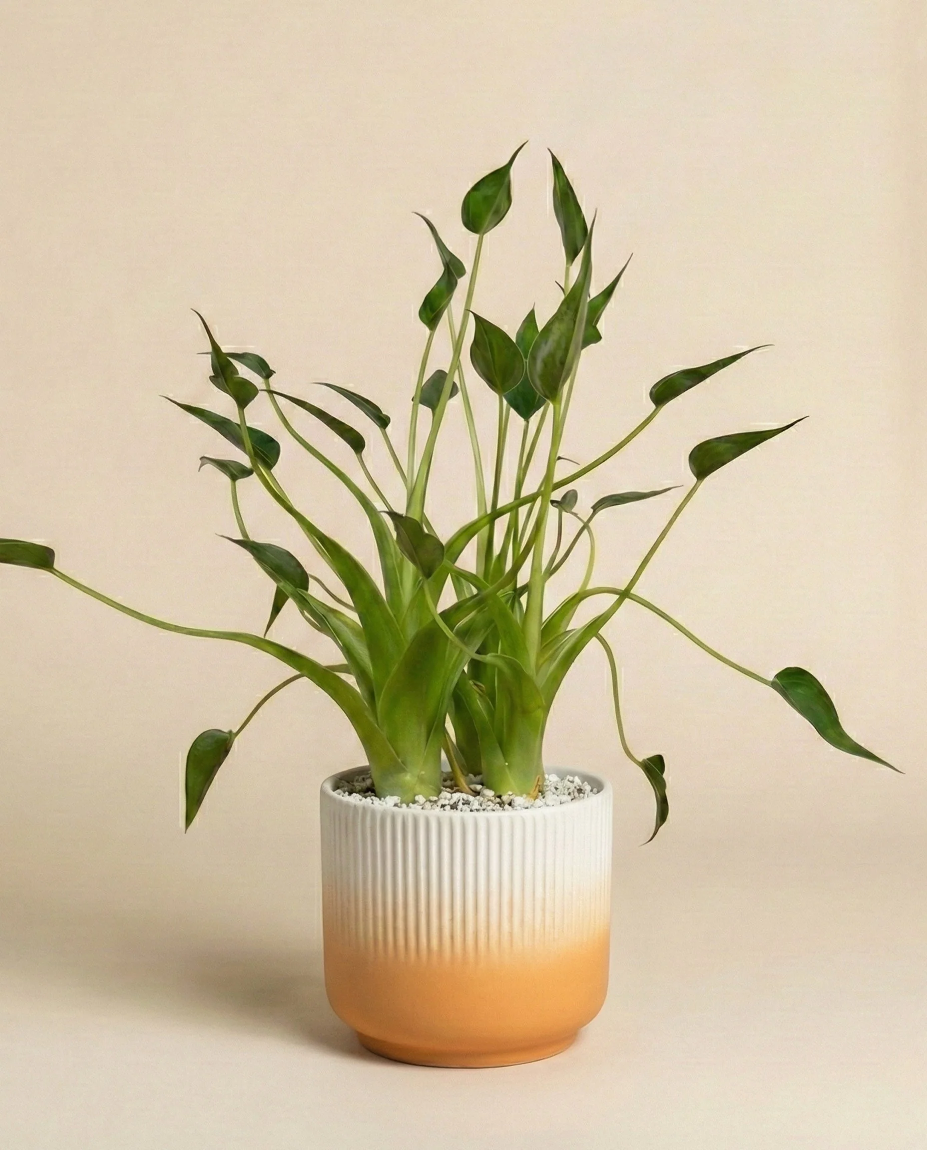 Alocasia 'Tiny Dancer' • feey - Image 6
