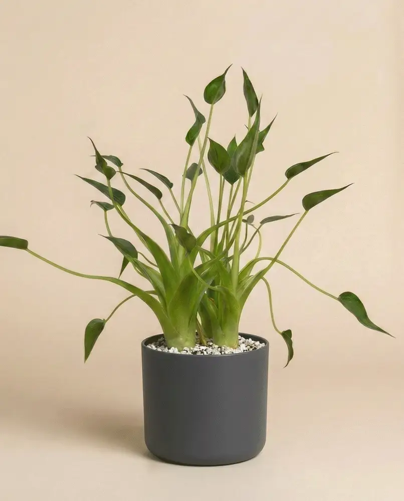 Alocasia 'Tiny Dancer' • feey - Image 7