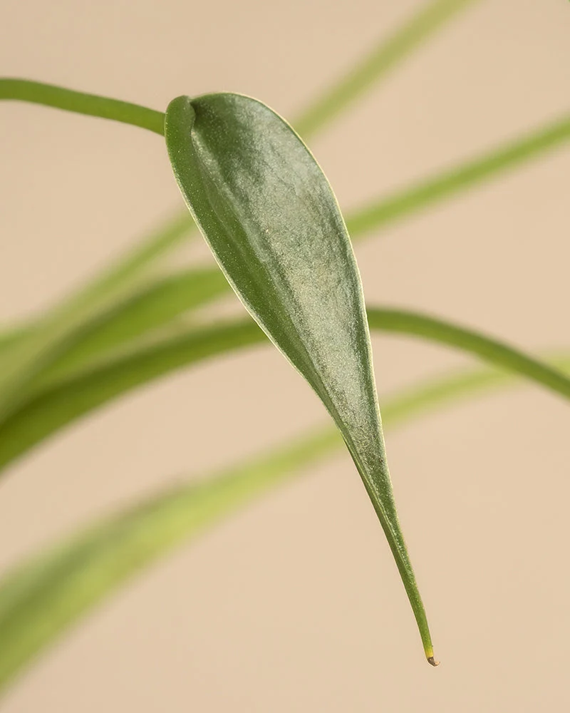 Alocasia 'Tiny Dancer' • feey - Image 9