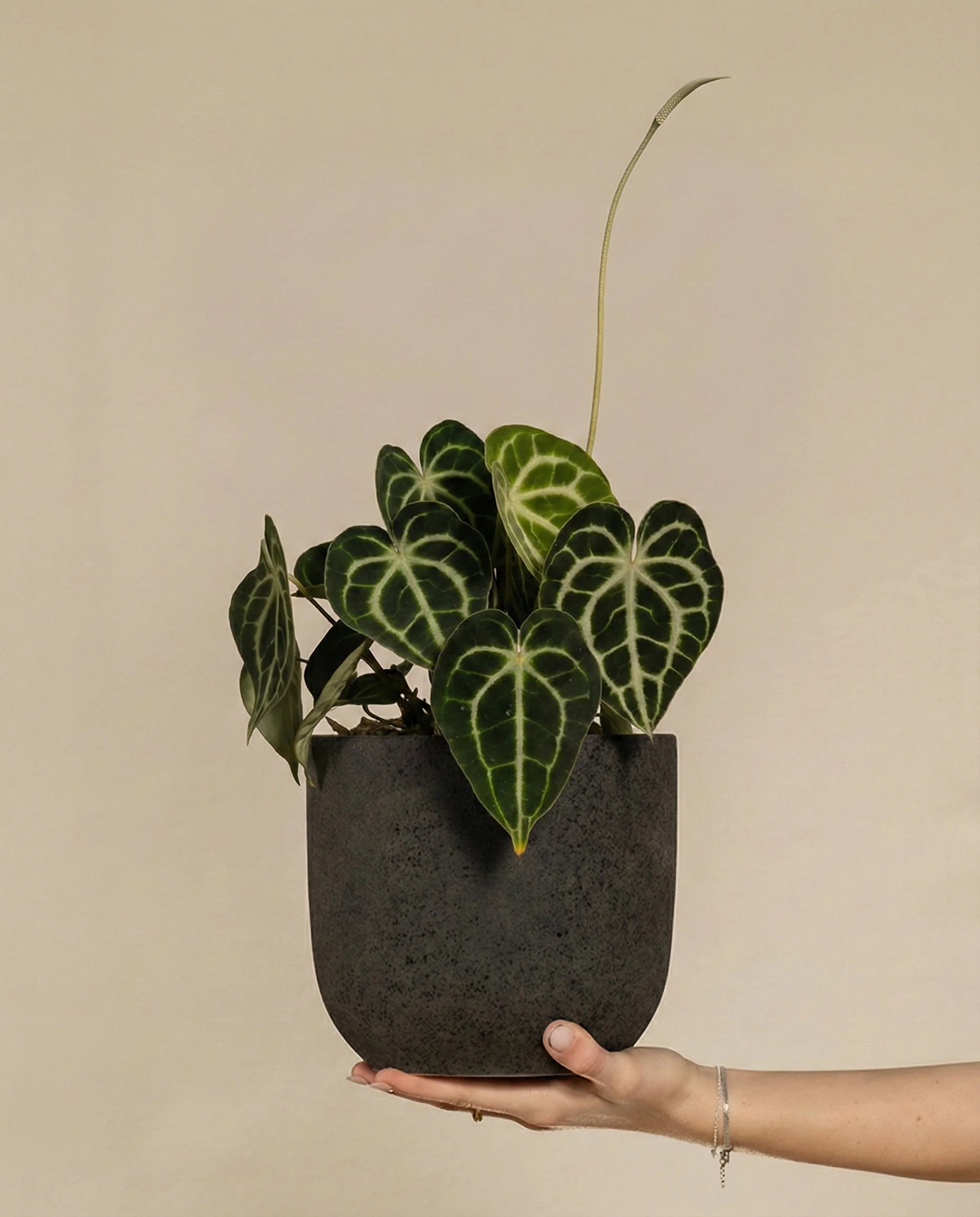 Anthurium clarinervium • feey
